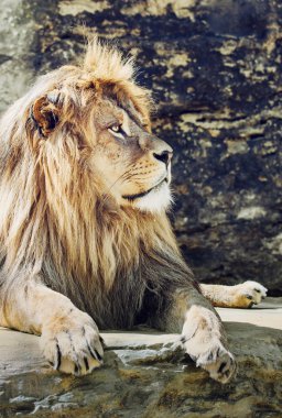 Barbary aslan portre (Panthera leo leo), kritik tehlike altında 