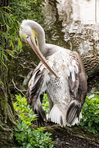 Un grand pélican blanc - Pelecanus onocrotalus - près du lac , — Photo