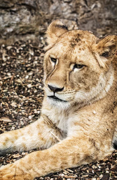 Ritratto della leonessa barbara - Panthera leo leo, la bellezza nella natura — Foto Stock