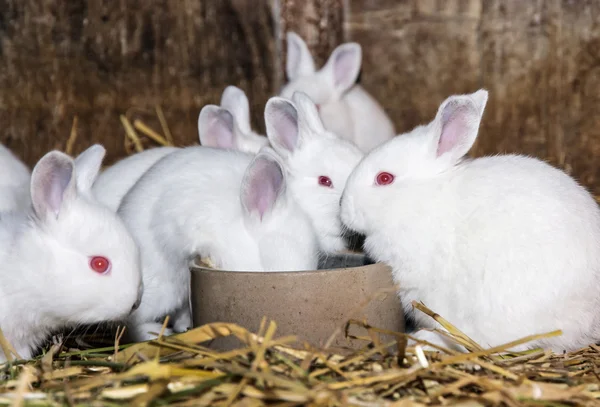 Bellissimi conigli bianchi, fattoria di animali — Foto Stock