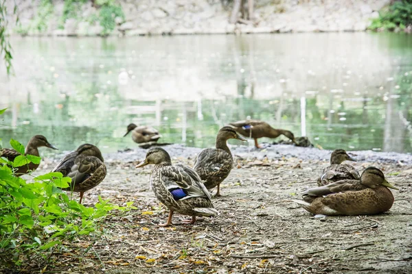 Anatre domestiche selvatiche sulla riva del lago, bellezza nella natura — Foto Stock