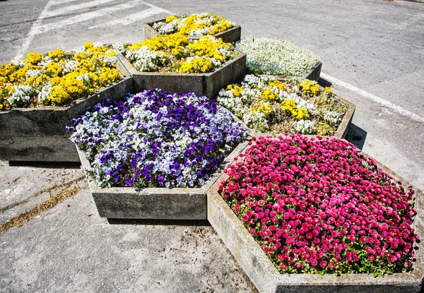 Şehirde çeşitli bahçe çiçekleri ile Tencere — Stok fotoğraf