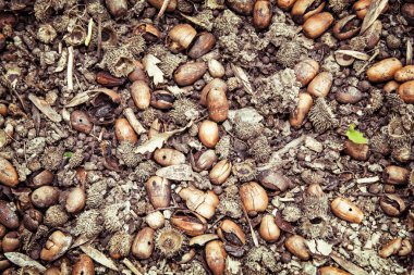 Kuru meşe palamutları arka plan