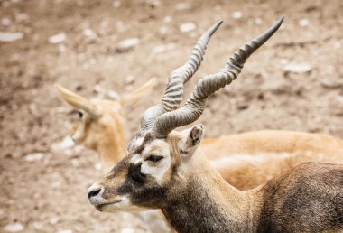 Blackbuck portre - antilop cervicapra, çift antilop