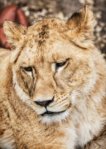 Porträt einer barbarischen Löwin - Panthera leo leo — Stockfoto