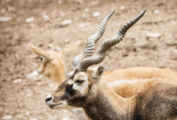 Retrato de Blackbuck Antilope cervicapra, casal de antílopes — Fotografia de Stock