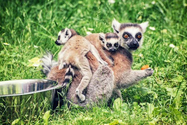 Ogoniasty lemur - Lemur catta - młode są karmione od dziobu — Zdjęcie stockowe