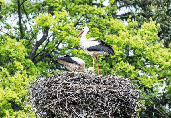 Famiglia Cicogna bianca Ciconia ciconia nel nido, uccelli — Foto Stock