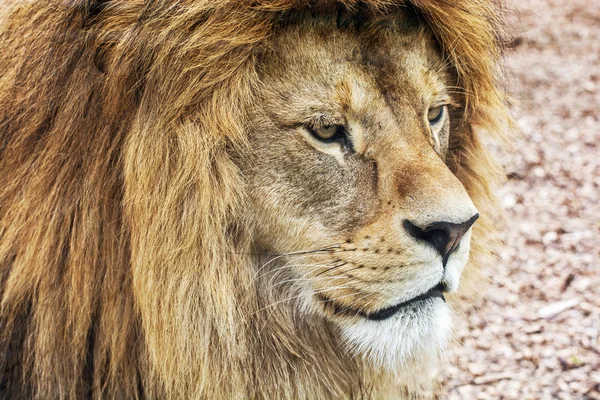 Retrato de león bereber - Panthera leo leo — Foto de Stock