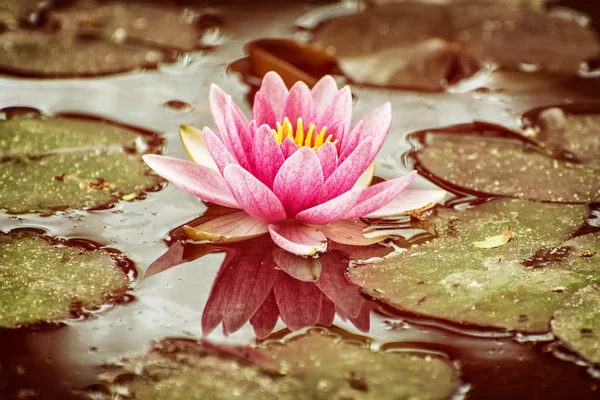 Hermosa lirio de agua púrpura en el estanque del jardín, filtro amarillo — Foto de Stock