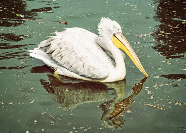 Great white pelican - Pelecanus onocrotalus - is reflected — Stock Photo, Image