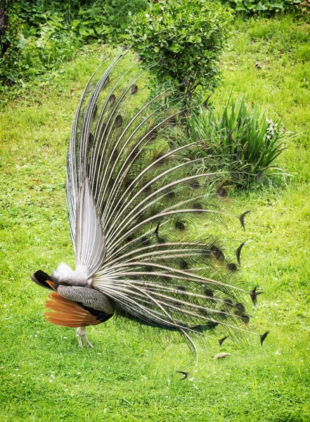 Peafowl indio - Pavo cristatus - macho (pavo real) que muestra — Foto de Stock