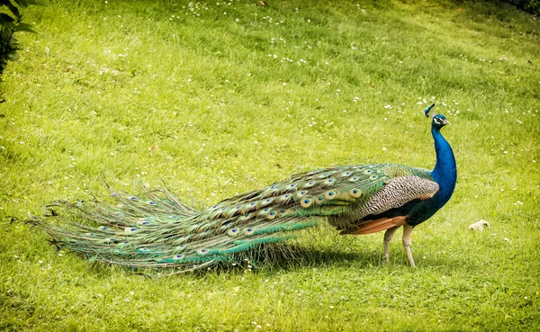 Hermoso búho real indio - Pavo cristatus caminando en el prado — Foto de Stock