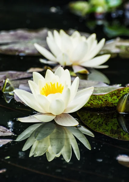 Beautiful yellow water lily in the garden pond, seasonal nature — Stock Photo, Image