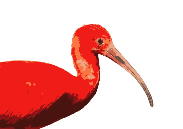 Ibis escarlata Eudocimus ruber, vector gráfico de color — Vector de stock