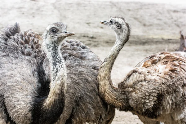 Par av EMU-fåglar-Dromaius novaehollandiae, djur plats — Stockfoto