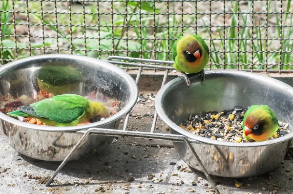 Любовник Фишера (Agapornis fischeri), кормящий маленьких попугаев — стоковое фото