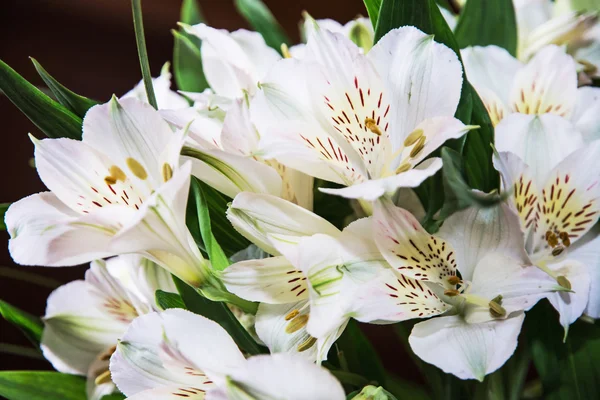 Ramo festivo de hermosas flores de hibisco blanco — Foto de Stock