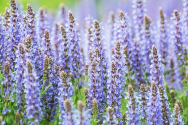 Salvia officinalis çiçek, mevsimsel doğal arka plan