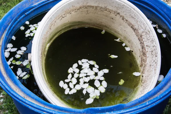 Serbatoio d'acqua blu con petali bianchi caduti in giardino — Foto Stock