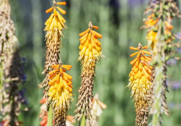 Факел лилии - Kniphofia uvaria в саду — стоковое фото