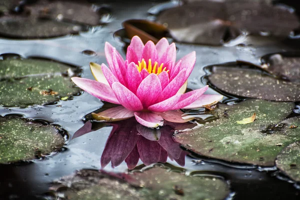 Hermosa lirio de agua púrpura en el estanque del jardín, filtro de fotos — Foto de Stock