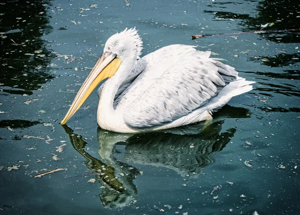 Great white pelican - Pelecanus onocrotalus, blue photo filter — Stock Photo, Image