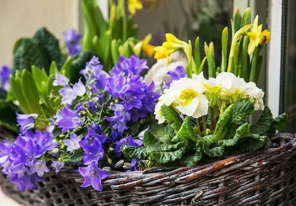 Bluebells ve sarı nergis hasır sepet — Stok fotoğraf