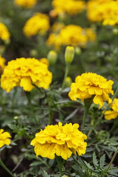 Žluté květy měsíčku, podrobné přírodní scéna — Stock fotografie