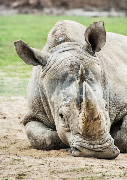 Fehér orrszarvú - Ceratotherium simum simum, állati portré — Stock Fotó