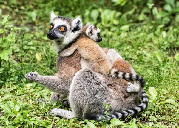 Lemure coda ad anello - Lemur catta - con cuccioli nel verde — Foto Stock