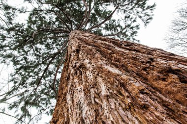Sequoia redwoods ağaç - Sequoiadendron giganteum, doğal sahne