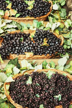 Hasır sepet üzüm çeşidi