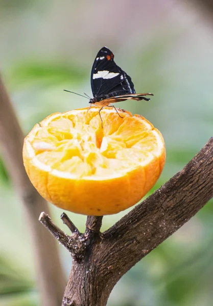 Hermosa mariposa negra alimentando la fruta naranja — Foto de Stock