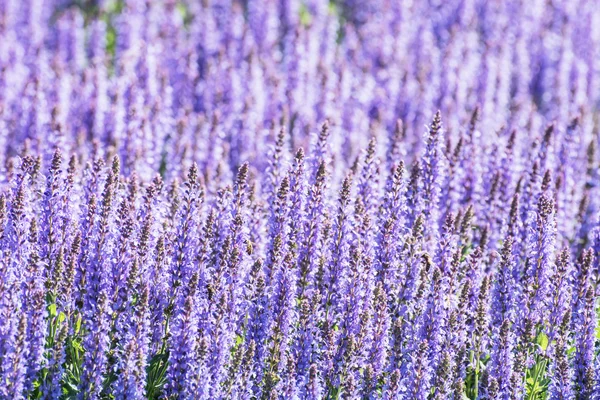 Fleurs de lavande fleurissant dans la prairie, scène naturelle saisonnière — Photo