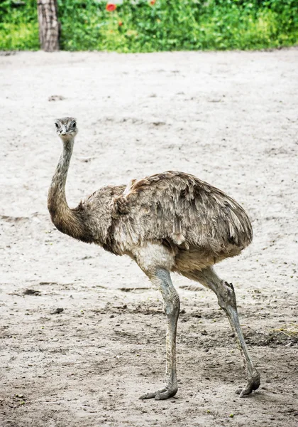 EMU portrét - Dromaius novaehollandiae, nelétavý pták — Stock fotografie