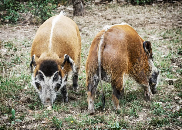 Pair of Red river hog - Potamochoerus porcus, animal scene — Stock Photo, Image