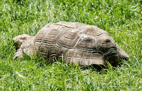 Grande tortue se nourrissant dans l'herbe verte, scène animale — Photo