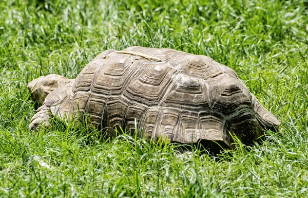 Wielki żółw karmienia w zielonej trawie, scena zwierzę — Zdjęcie stockowe