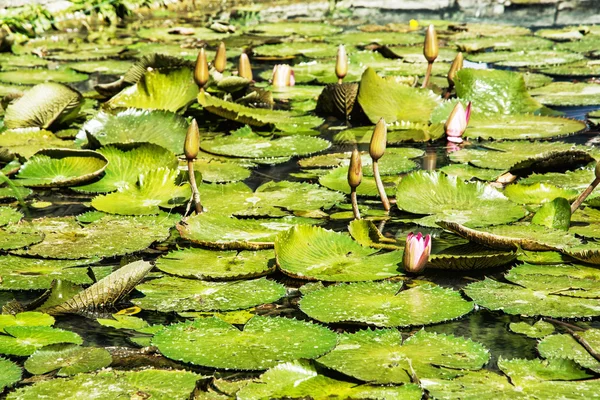 Lindos lírios de água na lagoa do jardim, beleza na natureza — Fotografia de Stock