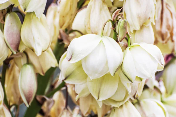 Achtergrond van Hesperoyucca whipplei bloemen, schoonheid in de natuur — Stockfoto