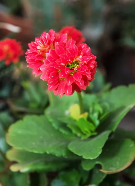 Detalhe foto da flor vermelha de Dahlia, beleza na natureza — Fotografia de Stock
