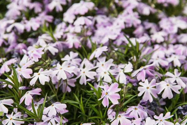 Background of Phlox subulata flowers - Creeping phlox — Stock Photo, Image