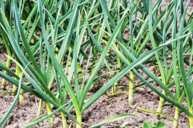 Soğan Bahçe, ilkbaharda ekilen