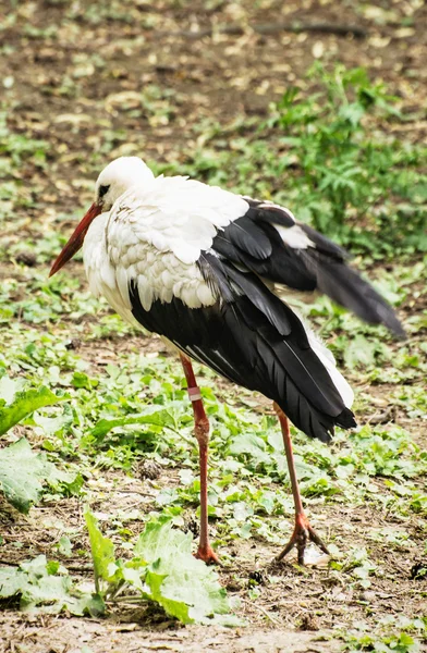 Čáp bílý - Ciconia ciconia venkovní scéně — Stock fotografie