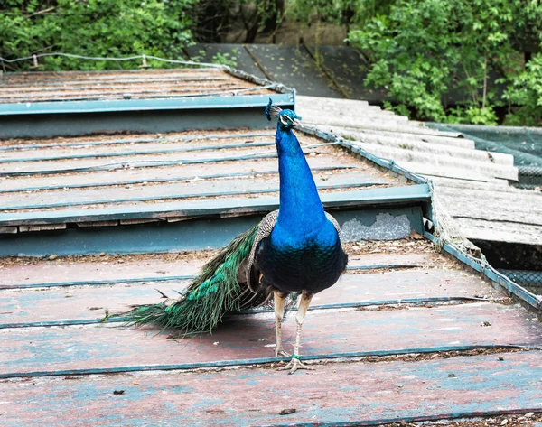 Hermoso búho real indio - Pavo cristatus caminando en el techo — Foto de Stock