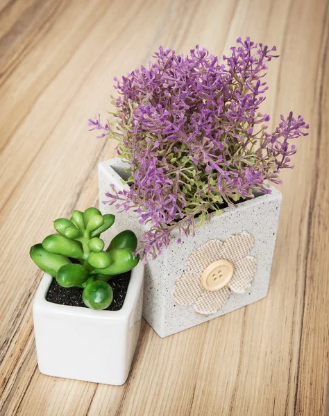 Pequenas plantas envasadas decorativas no fundo de madeira — Fotografia de Stock