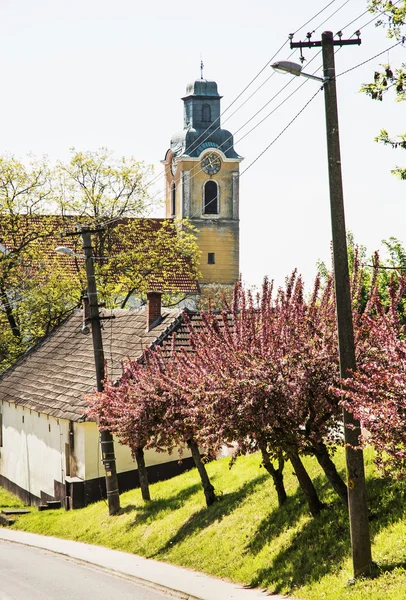 Arbres sakura en fleurs et vieille église, scène saisonnière — Photo