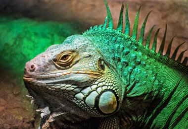 Yeşil iguana - Iguana iguana, doğada güzellik