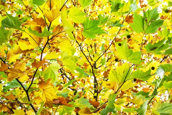 Foglie d'acero colorate sull'albero autunnale, bellezza nella natura — Foto Stock